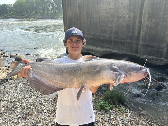 Channel Catfish