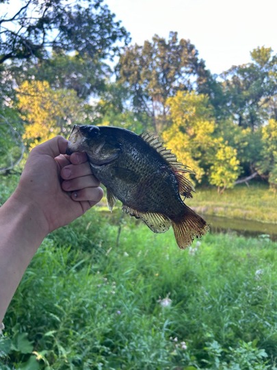 Rock Bass