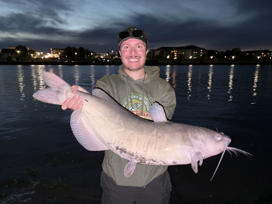 Channel Catfish