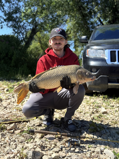 Common Carp