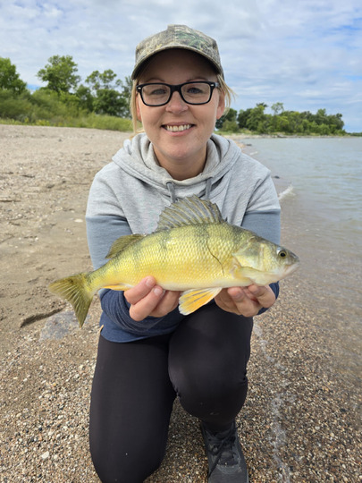 Yellow Perch