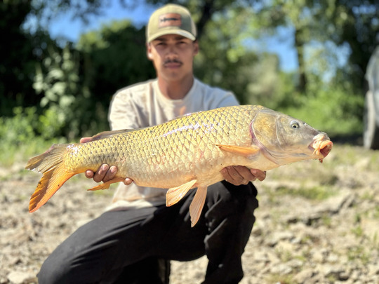 Common Carp