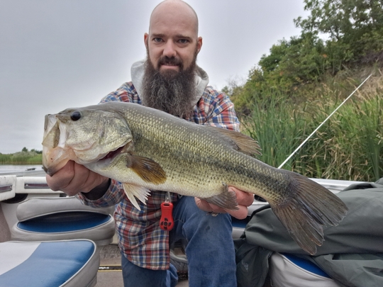 Largemouth Bass