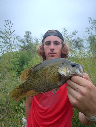 Rock Bass