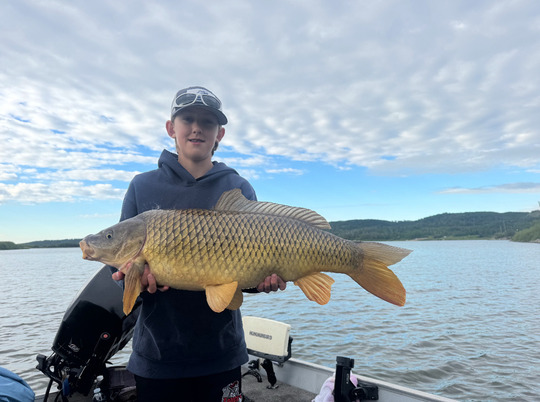 Common Carp