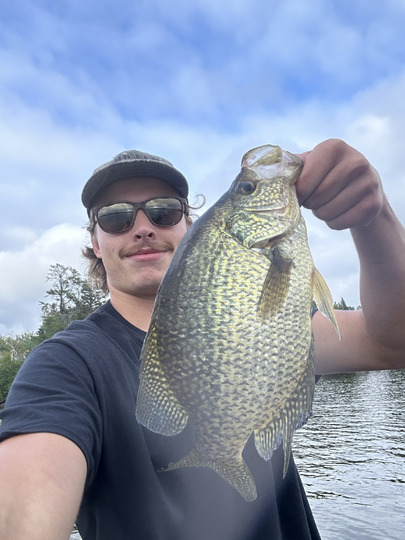 Black Crappie