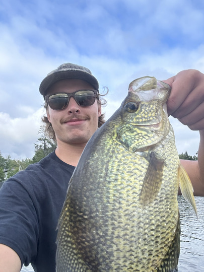 Black Crappie