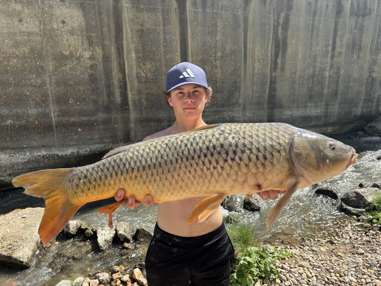 Common Carp