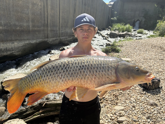 Common Carp