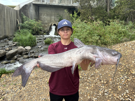 Channel Catfish
