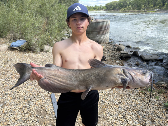 Channel Catfish