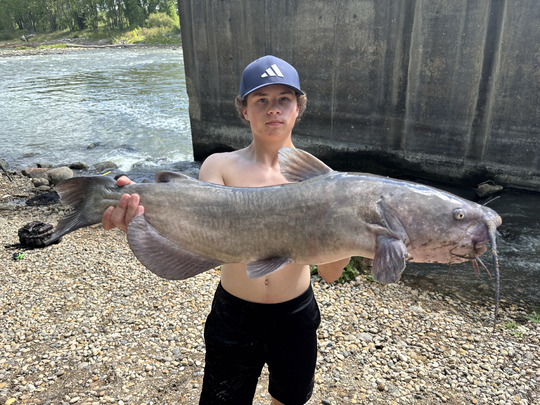 Channel Catfish