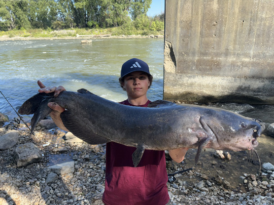 Channel Catfish