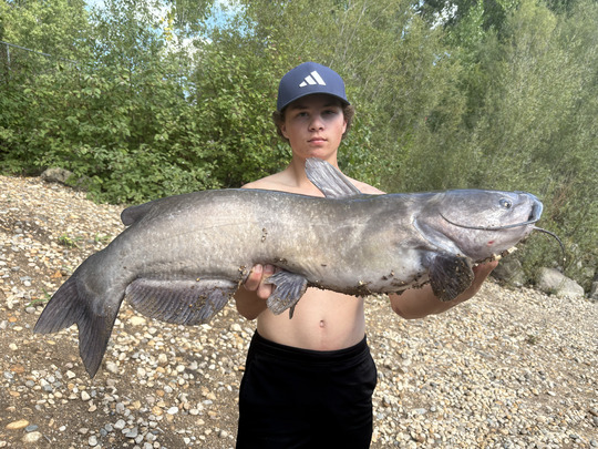 Channel Catfish