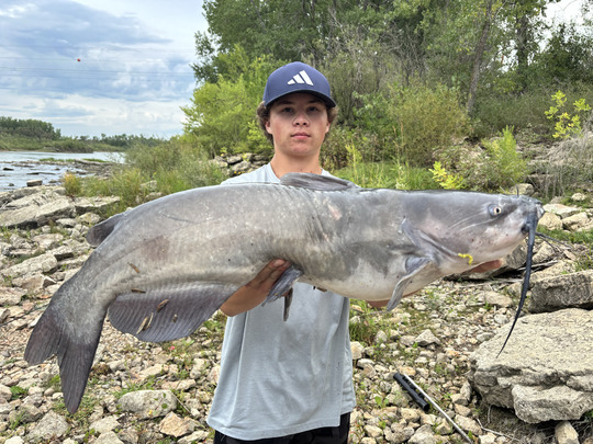 Channel Catfish