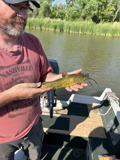 Bullhead