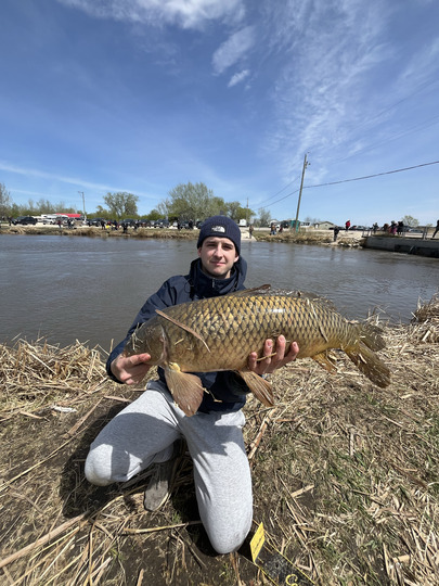 Common Carp