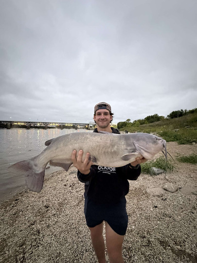 Channel Catfish