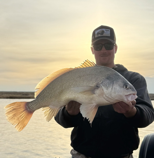 Freshwater Drum