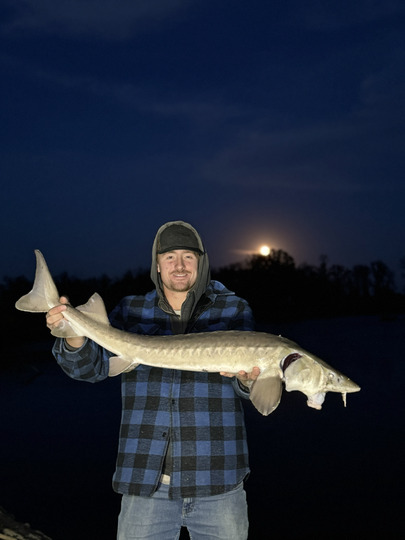 Lake Sturgeon
