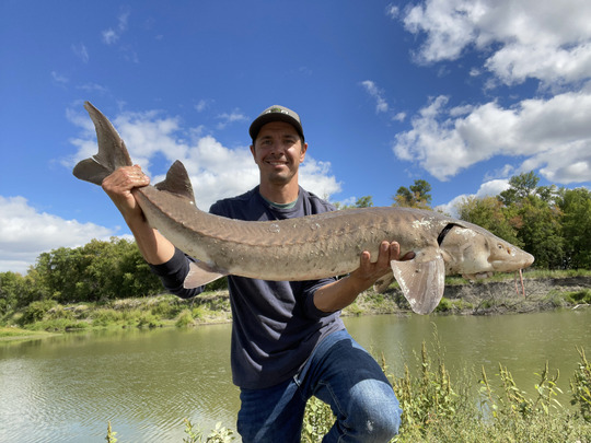 Lake Sturgeon