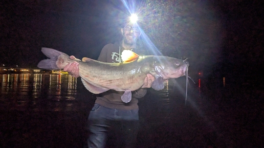 Channel Catfish