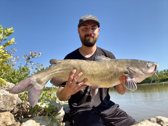 Channel Catfish