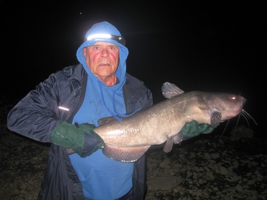 Channel Catfish