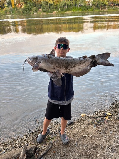 Channel Catfish