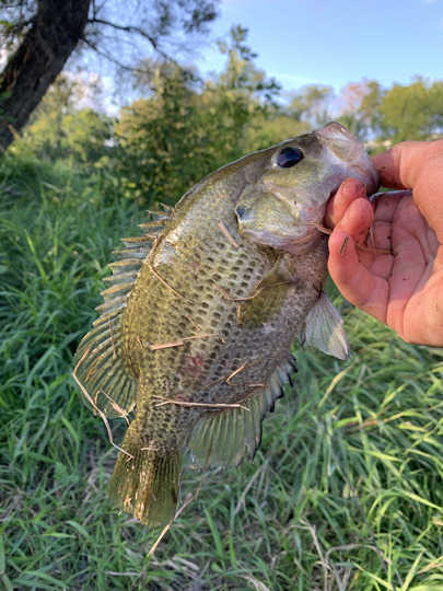 Rock Bass