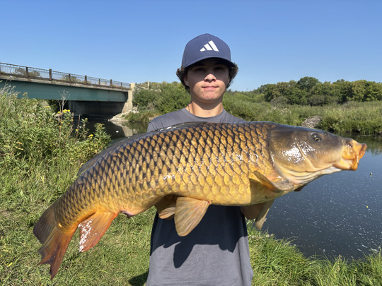 Common Carp