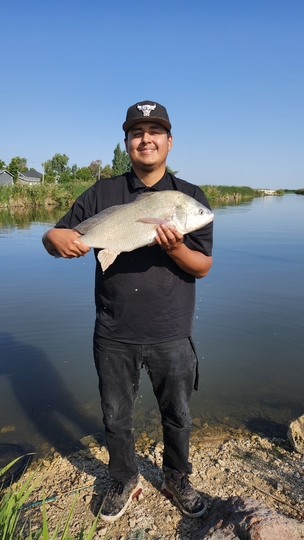 Freshwater Drum