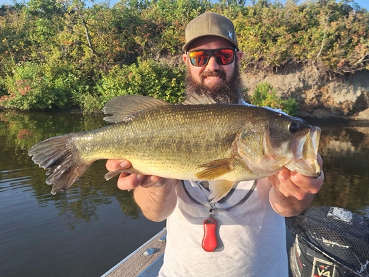 Largemouth Bass