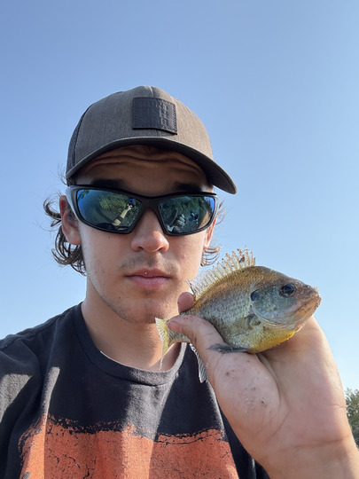 Sunfish