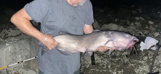 Channel Catfish