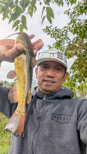 Bullhead