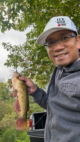 Bullhead