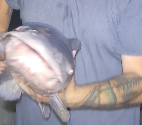 Channel Catfish