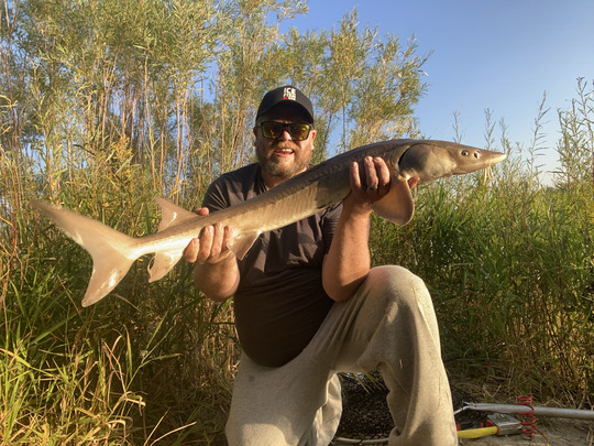 Lake Sturgeon