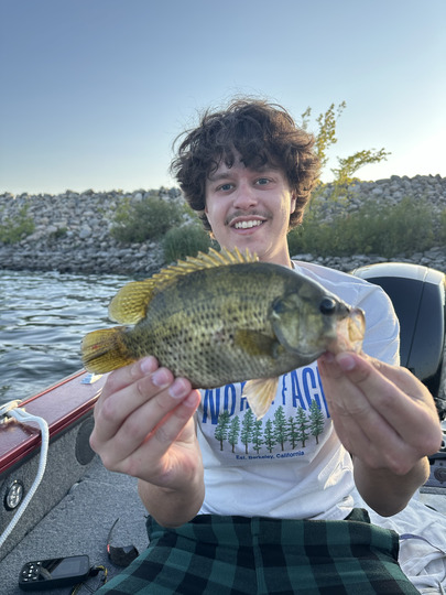Rock Bass