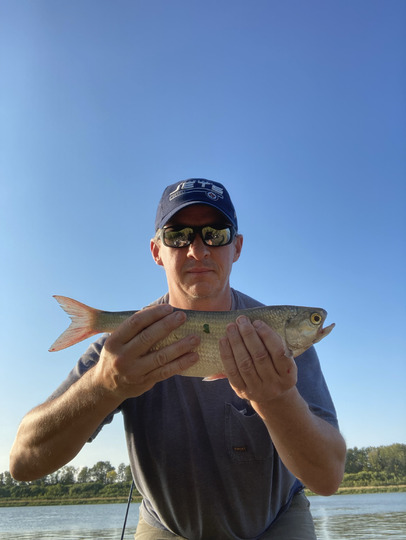 Goldeye