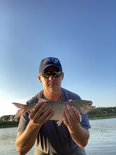 Goldeye