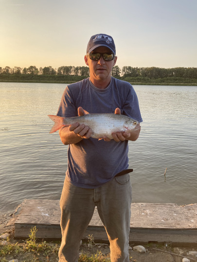 Goldeye