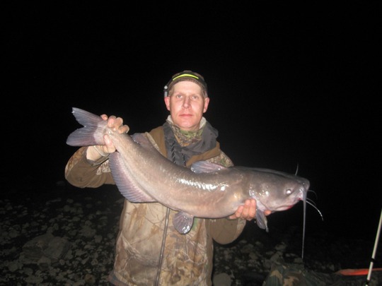 Channel Catfish