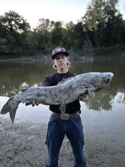 Channel Catfish