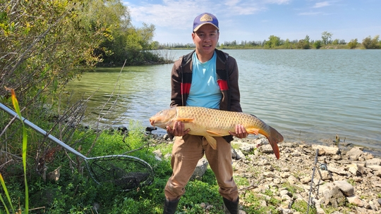 Common Carp