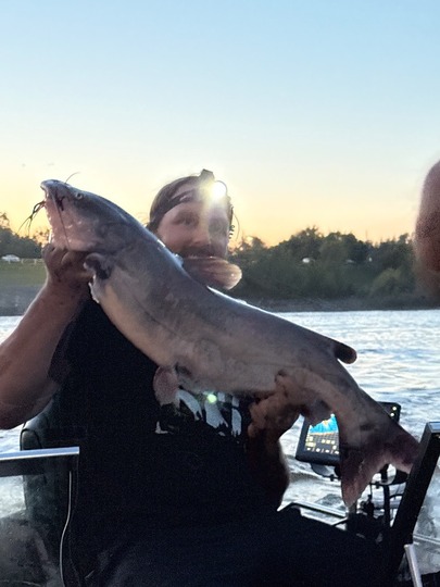 Channel Catfish