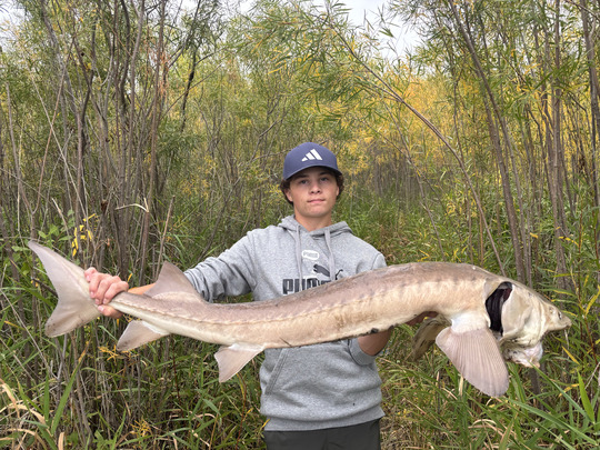 Lake Sturgeon