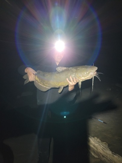 Channel Catfish