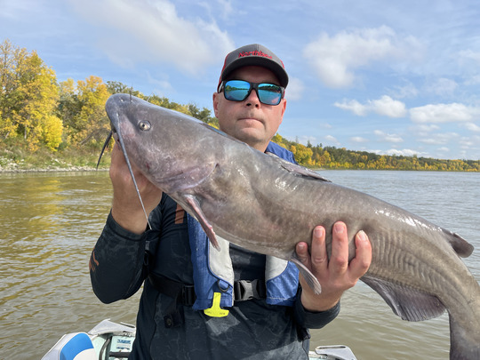 Channel Catfish